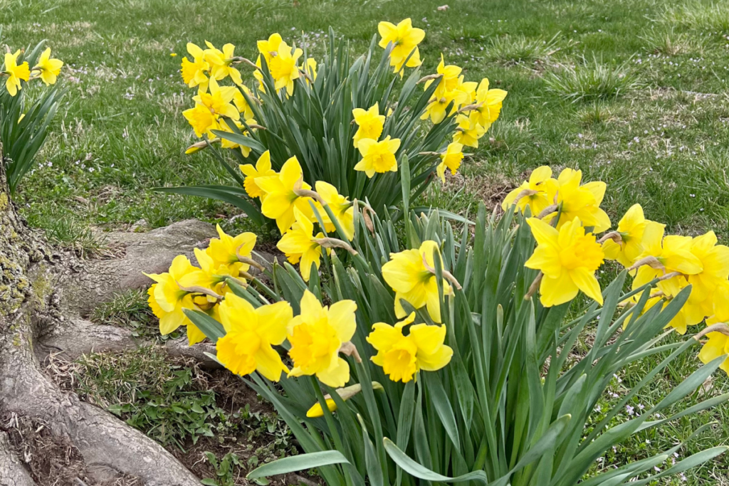 Daffodils in southwest Missouri.